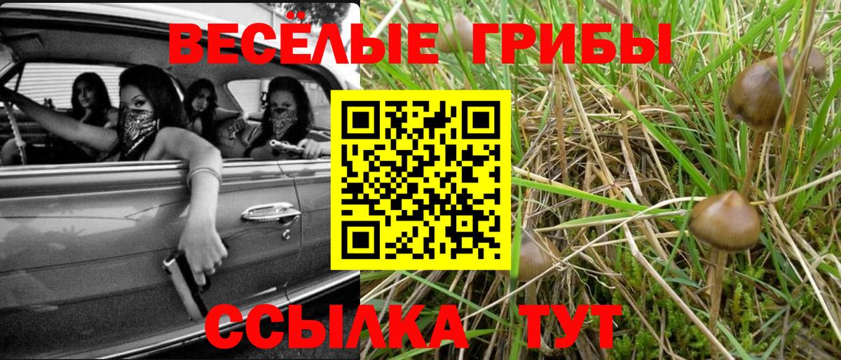 Тара  Галлюциногенные грибы Psilocybe  Вход с VPN 